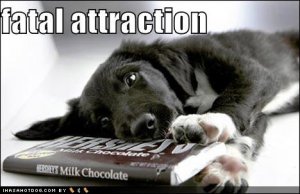 loldogsfatalattraction.jpg