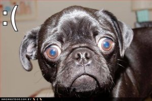 loldogsemotiefrownieface.jpg
