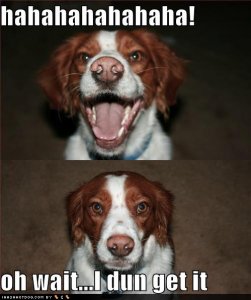 loldoghahahahahahaohwaitidungetit.jpg