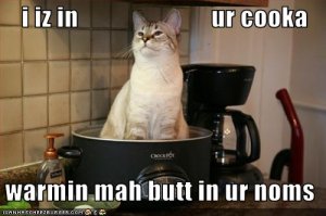 lolcatsiizinurcooka.jpg