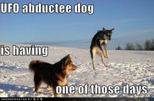loldogsufoabducteedog.jpg