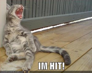 lolcatsimhit.jpg