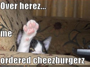 lolcatsoverherezmeorderedcheezburgerz.jpg