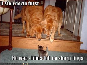 lolcatsustepdownfirst.jpg