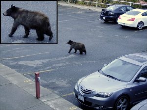 454bear3.jpg