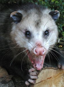 OpossumVirginia01.jpg