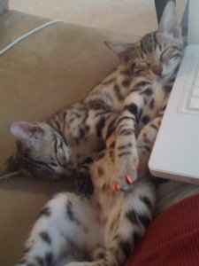 BEGSleepingKittens.jpg