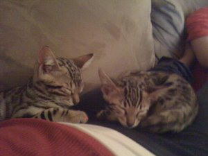 BEGSleepingKittens3a.jpg