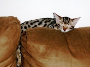 BEGPA030082.jpg
