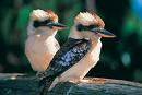 kookaburra.jpg