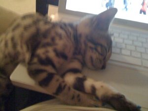BEGSleepingKittens2.jpg