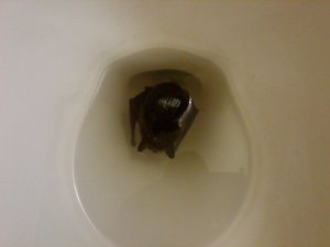 batty6.jpg