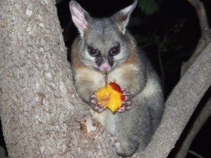 possum.jpg