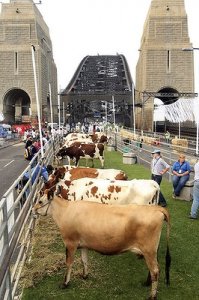 cows-600x400.jpg cows-600x400.jpg