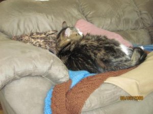 Another Sven on Couch.jpg