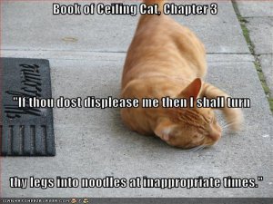 lolcatslegstonoodles.jpg