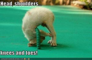 lolcatsheadshoulderskneesandtoes.jpg