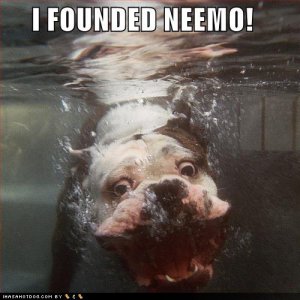 loldogsifoundedneemo.jpg