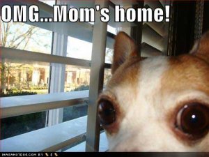 loldogsOMGmomshome.jpg