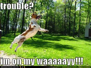 loldogstroubleimonmywaaaaayy.jpg