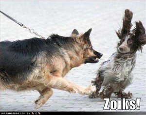 loldogszoiks.jpg