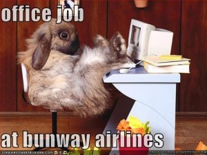 lolbunofficejob.jpg