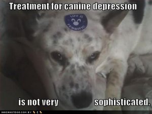 loldogstreatmentforcaninedepression.jpg