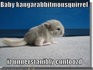 lolkangarabbitmousquirrel.jpg