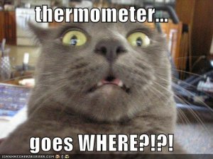 lolcatsthermometergoesWHERE.jpg