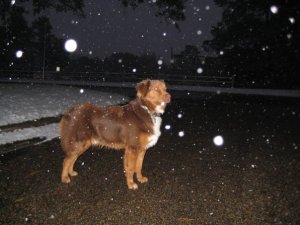 Henry- snow.jpg