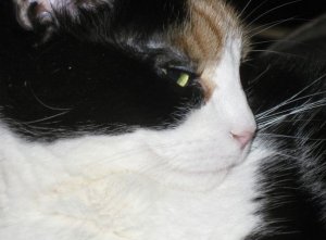 gracie123.jpg gracie123.jpg