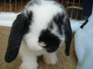 otto 8 weeks face.jpg otto 8 weeks face.jpg