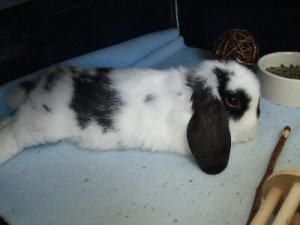 otto 8 weeks lying down.jpg
