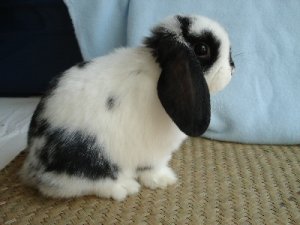 otto 8 weeks sitting.jpg