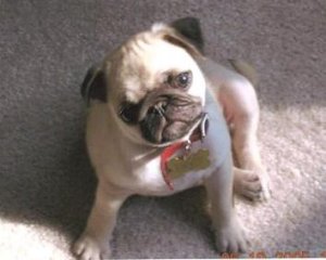 favorite picture of Braxton- small.JPG