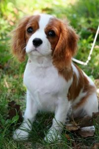 CavalierKingCharles300x450.jpg