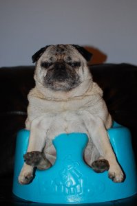 ChatchkeBumbo.jpg