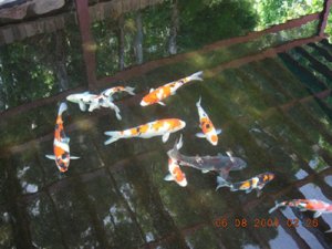 abc koi.jpg