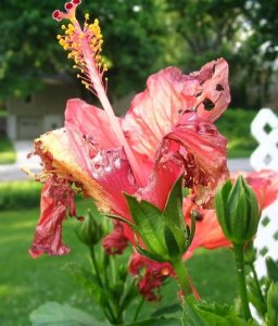 mypoorflower.jpg mypoorflower.jpg