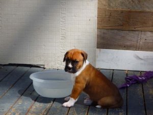 Brownie0003.jpg