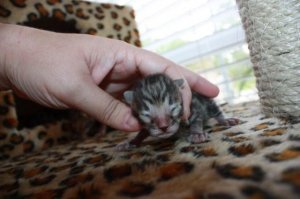 HRKitten4.jpg