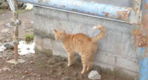 lisseythebuilder09.jpg