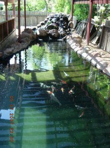 koi 12301a.jpg