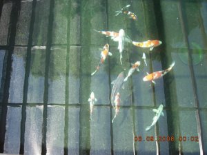 koi 12946z.jpg