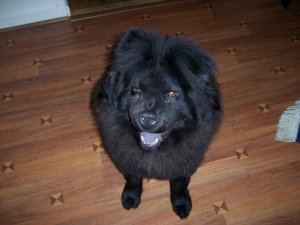 DOG posing 1.JPG