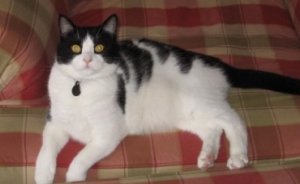 rocky on the chair.JPG