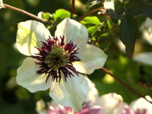 clematis florida sieboldii 02.jpg