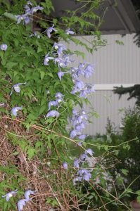 clematis alpina blue princess 01.jpg