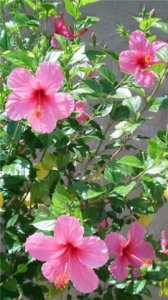 pretty pink flowers by the pool.jpg