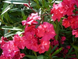gardenmalle 002.jpg